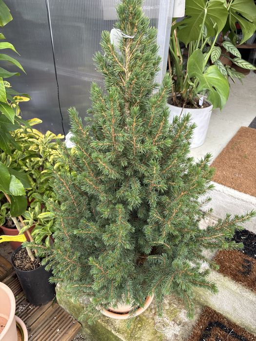 Pinheiro natal conica