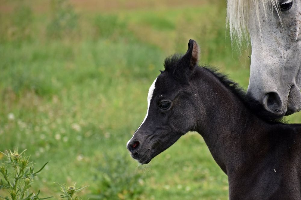 Klaczka arabska ( Al Ayal AA x Zeus EA)