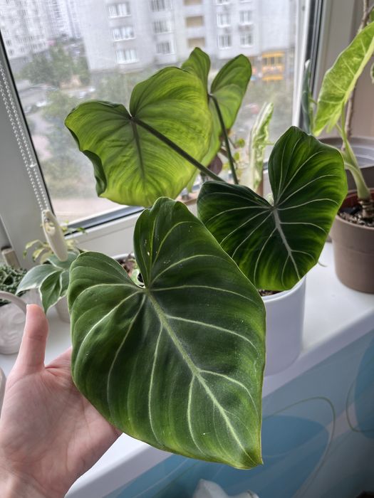 Філодендрон gloriosum dark form