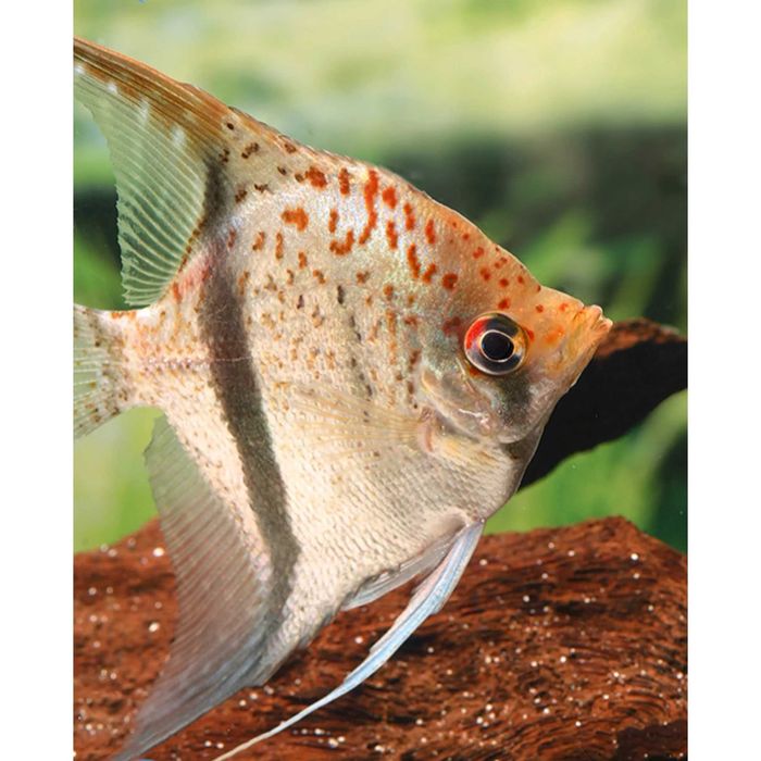 Pterophyllum scalare “Guyana Red Dragon” skalar “Guyana Red Dragon”