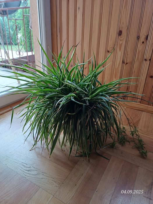 Zielistka z doniczką