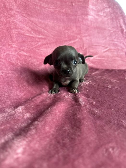 Chihuahua miniatureczka niebieska dziewczynka krótkowłosa z rodowodem