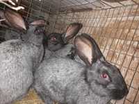 Кролики полтавське срібло