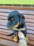 Sprzedam szczeniaka Rottweiler