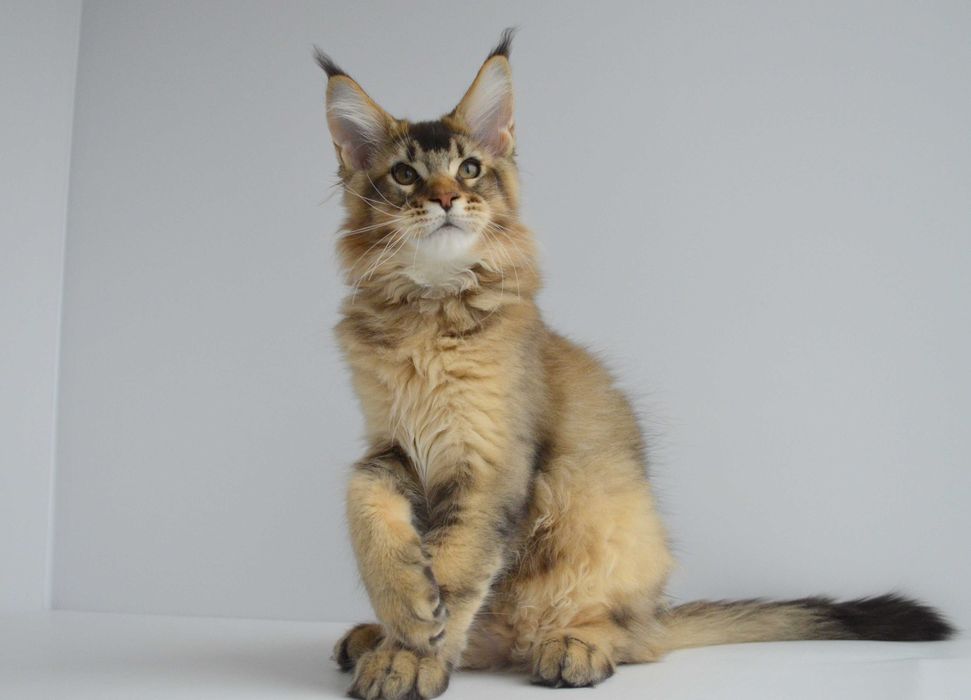 Мейн кун. Мальчик Neo 3мес.