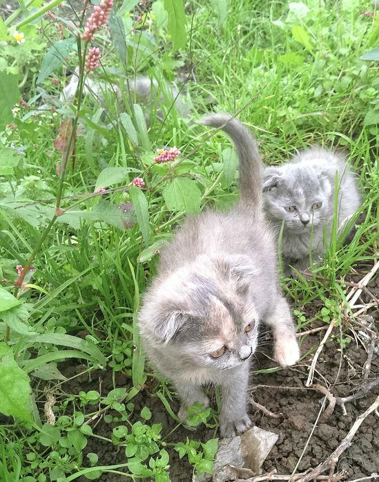 Шотландські котятка в добрі руки