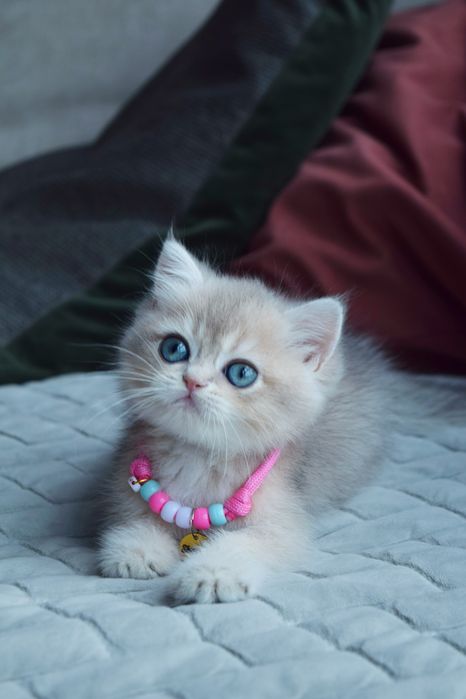 Британська блакитна Золота Шиншилла. Золотая Шиншилла