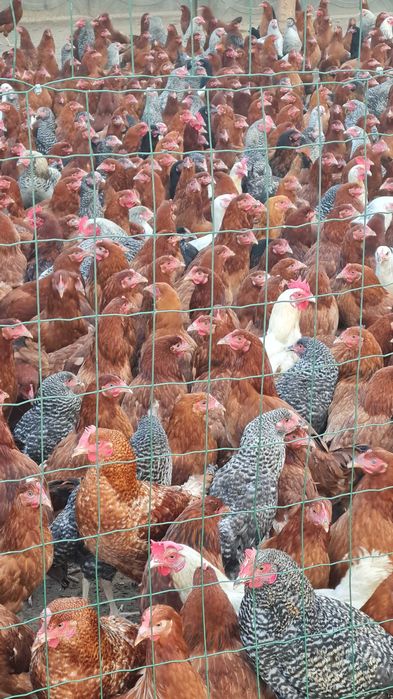 Kury Nioski Młode z pierwszym jajkiem.Zdrowe piękne z wybiegu..