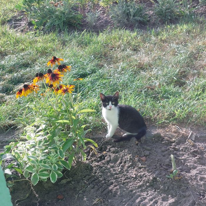 Koty na wioskę na gospodarstwo