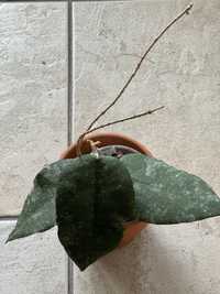 Hoya Caudata Sumatra ukorzeniona