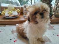 Przepiękna suczka shih tzu Miniaturka