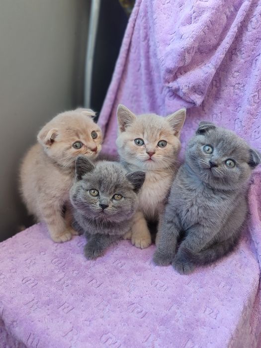 Шотландские котята разные окрасы