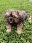 Szczeniak shih tzu