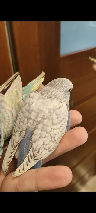 Młoda papużka falista spangle