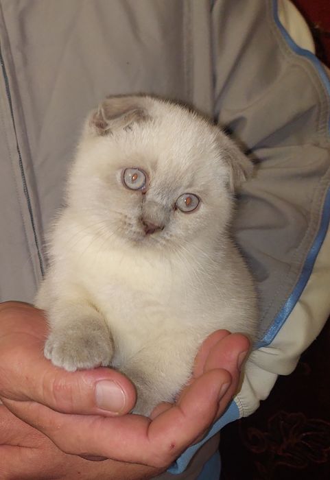 Породистая Девочка Скоттиш фолд.