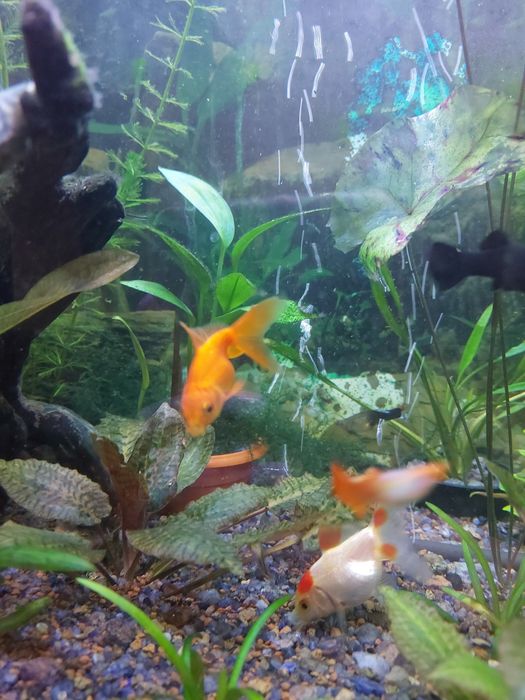 Золотые рыбки бесплатно