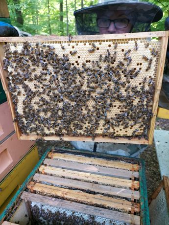 Pszczoły, rodziny, odkłady  pszczele