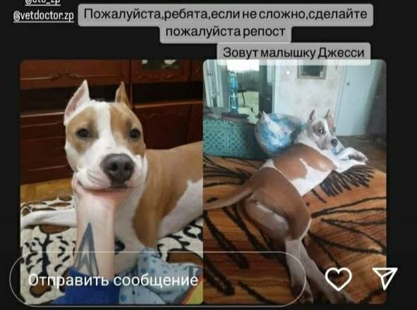 Пропала собака в Запорожье