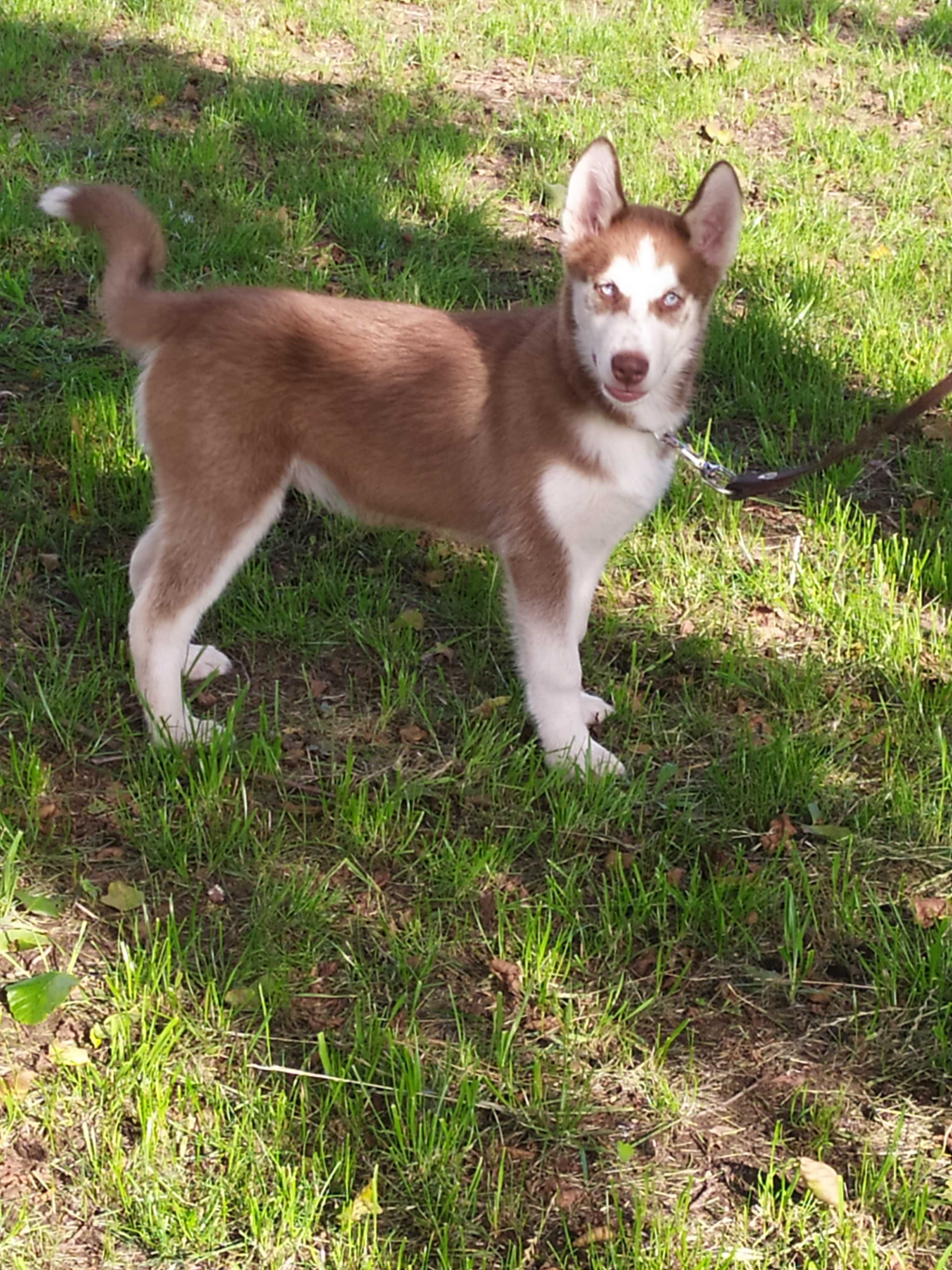 Husky wspaniały szczeniak