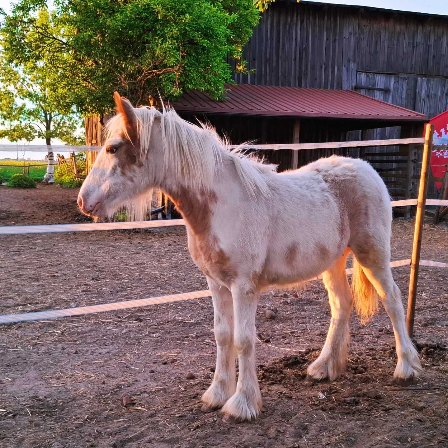 Konie hafljnger gypsy irish cob redukcja stada