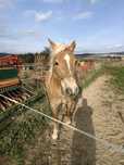 Koń rasy Haflinger