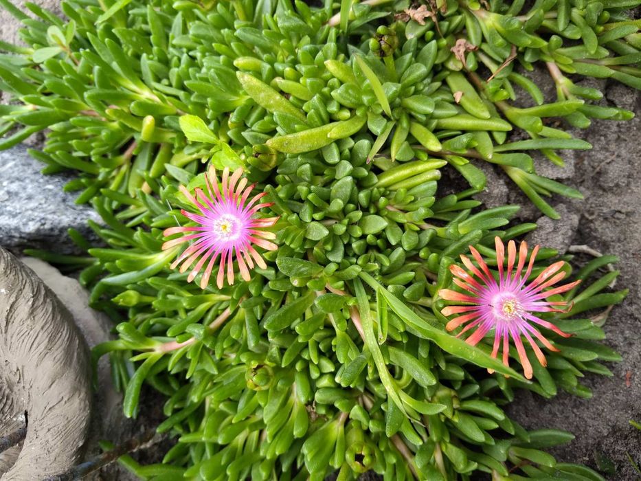 Делосперма очіток почвопокривний