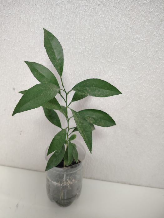 Лимон лимонне дерево 1 рік