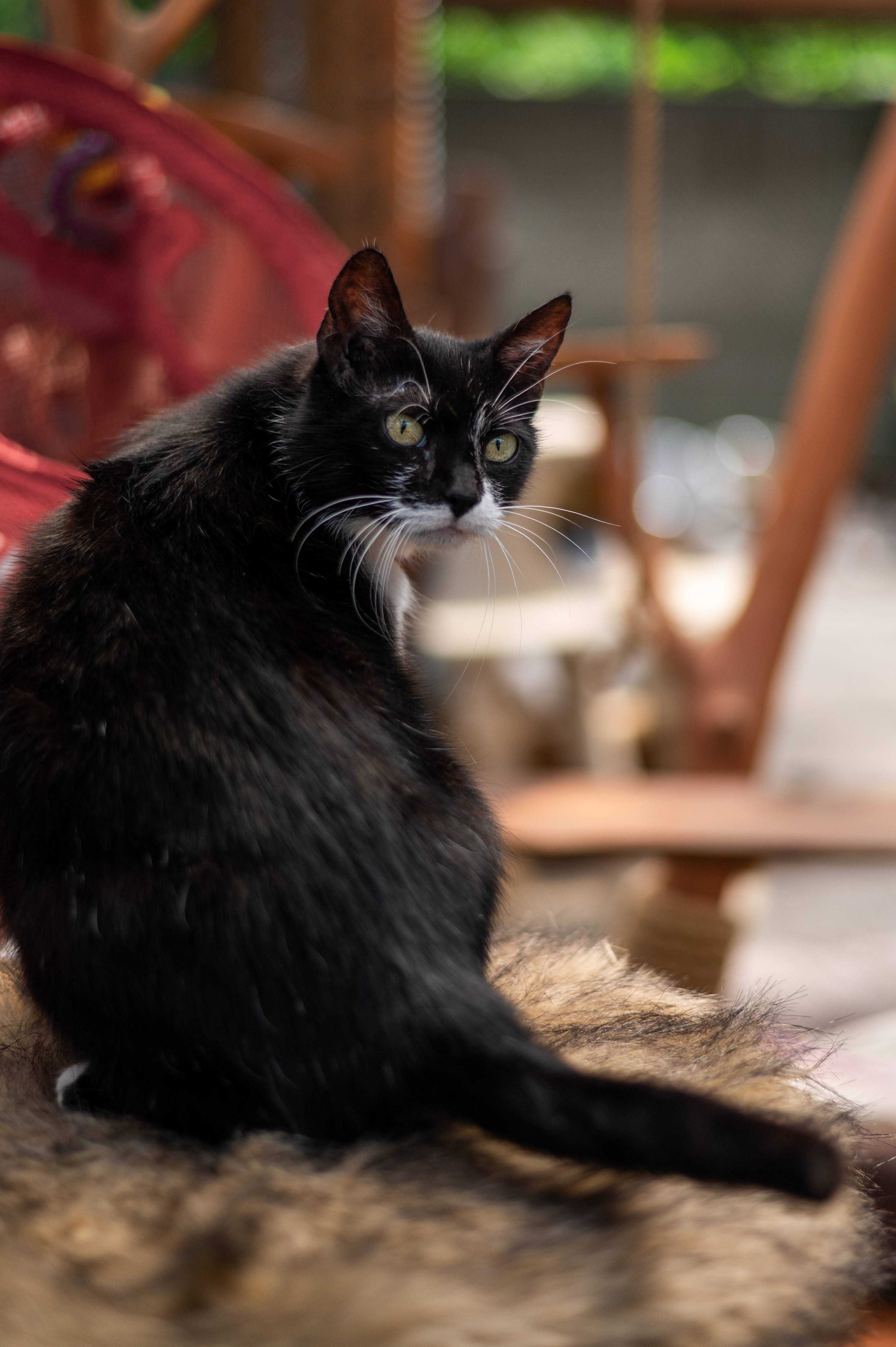 SHAKIRA kotka do adopcji