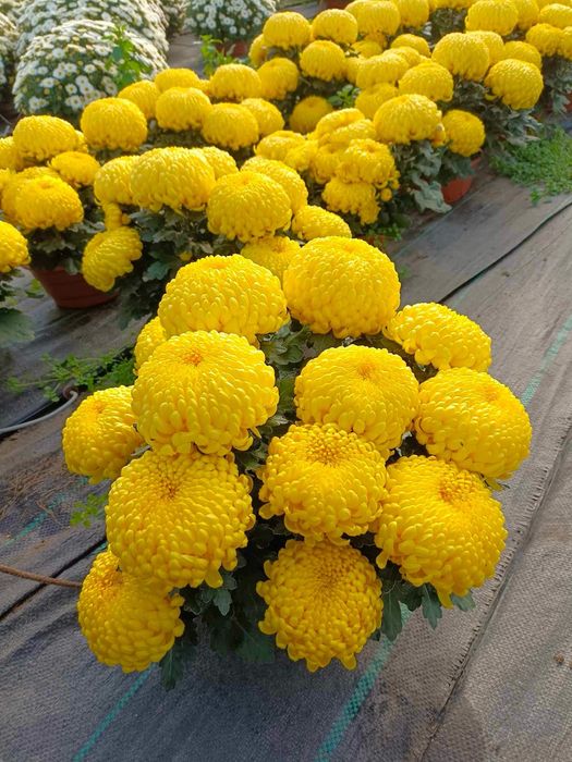 Chryzantemy doniczkowe