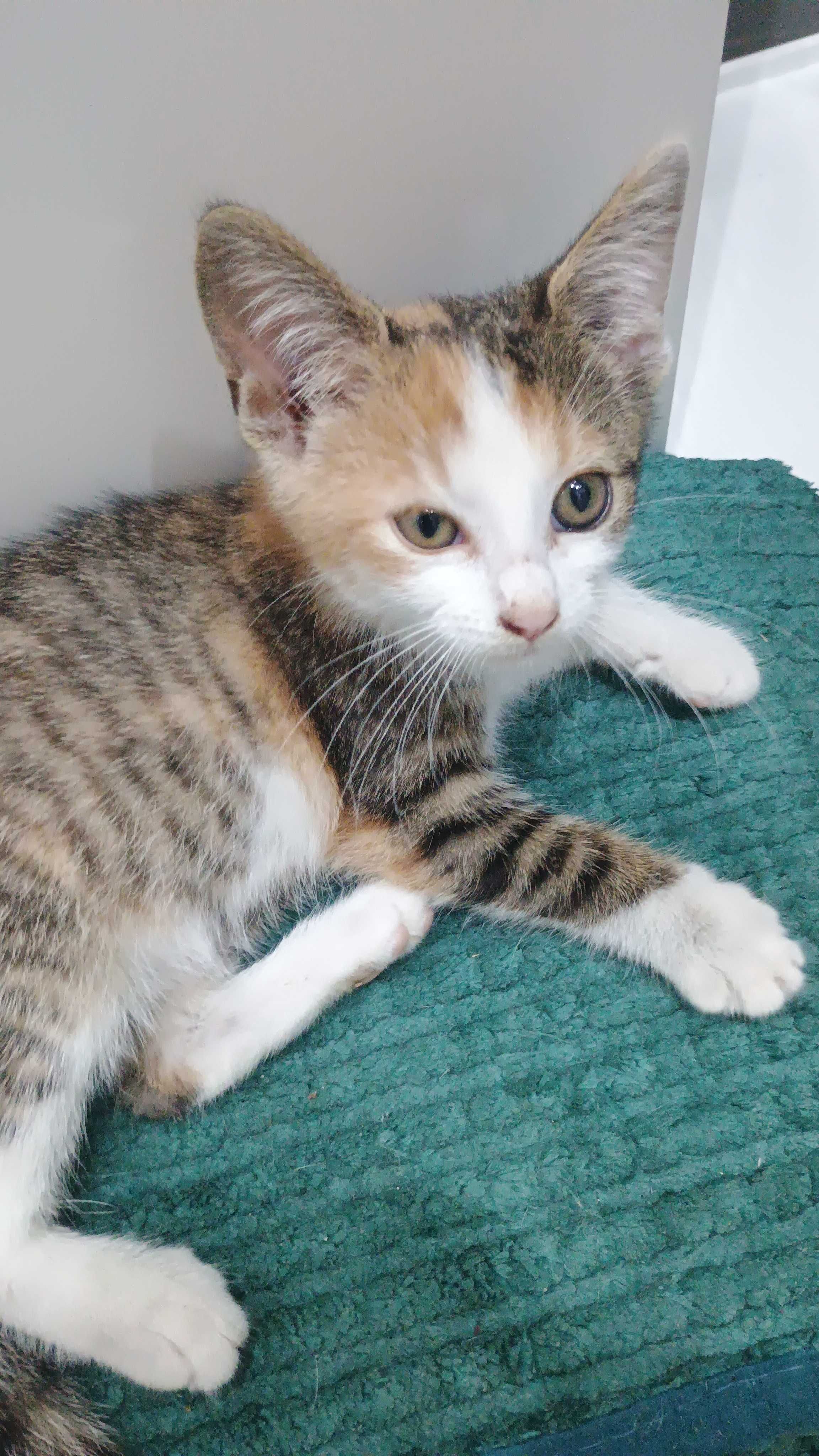 Kotek do adopcji - bezpłatna sterylizacja