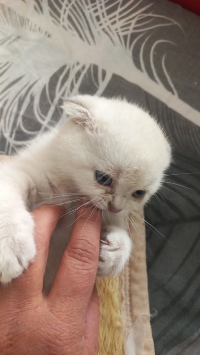 Котёнка поинтовая британская шиншилла