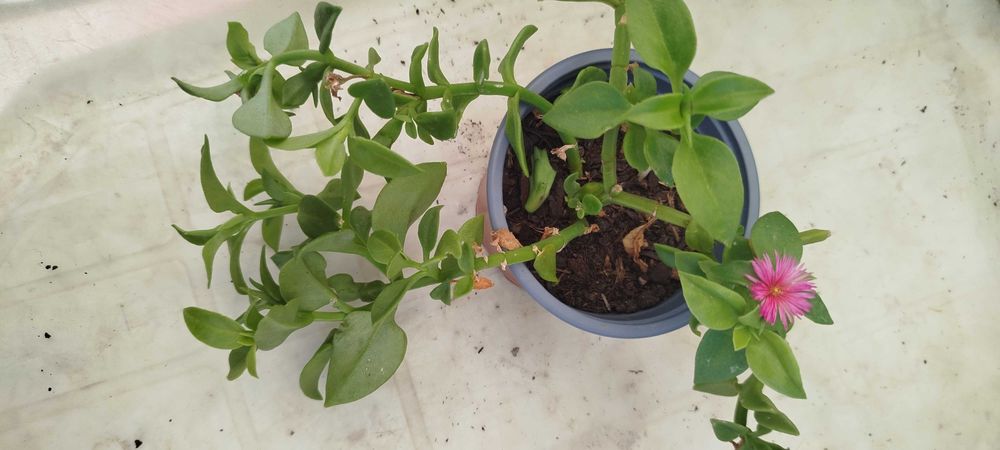 Suculentas lindas por apenas 2.50€
