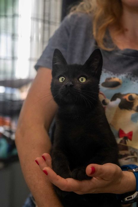 Zorro - piękny kocurro do adopcji