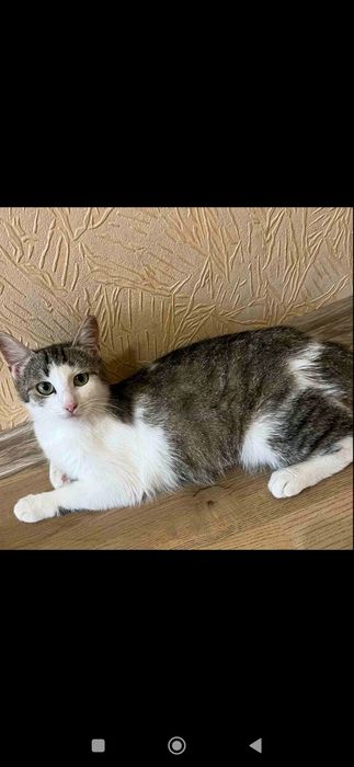 Красивая девочка в добрые руки.