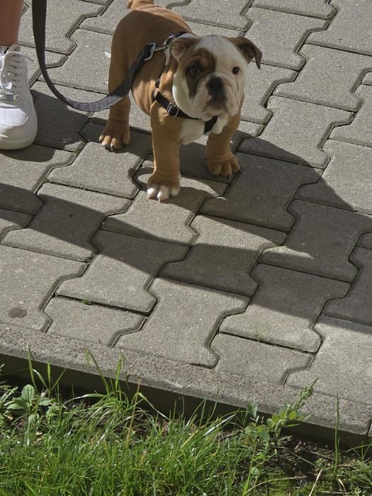 Buldog Angielski