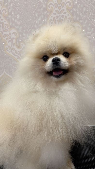 Померанський шпіц вязка