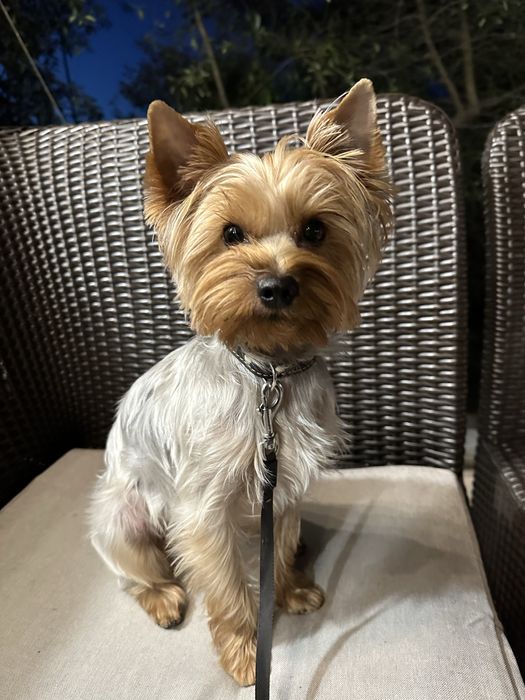 Вʼязка Йорка хлопчик