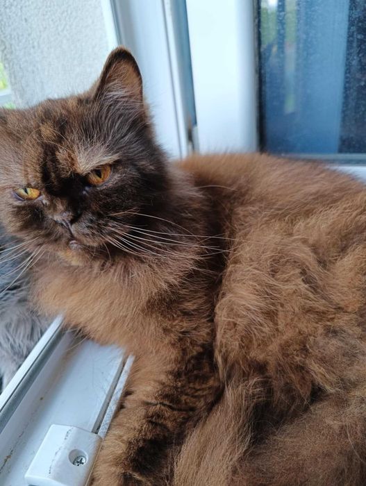 Czekoladowa szylkretka