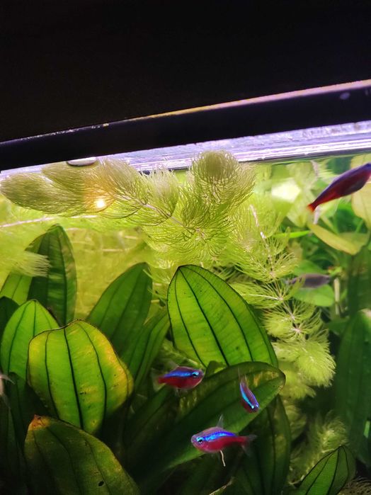 Rogatek roślina akwariowa