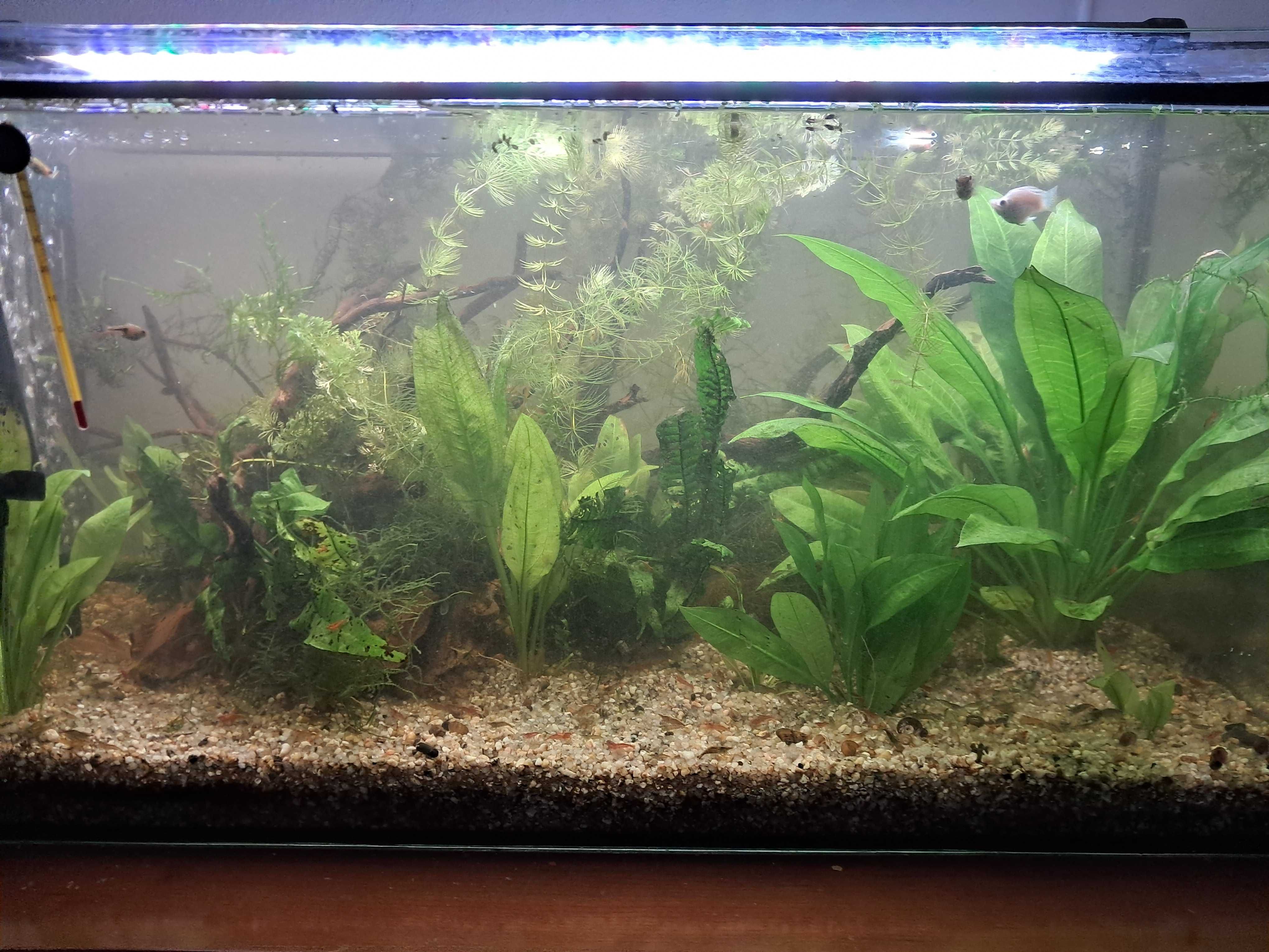 Planta Echinodorus 2