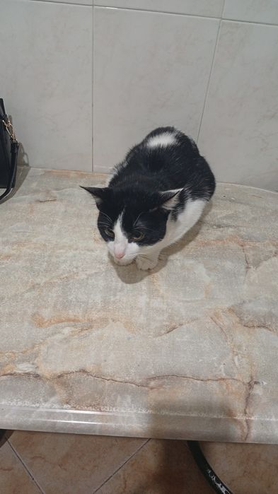 Adoção tenho dois gatos para dar