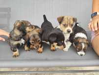 Pieski do adopcji
