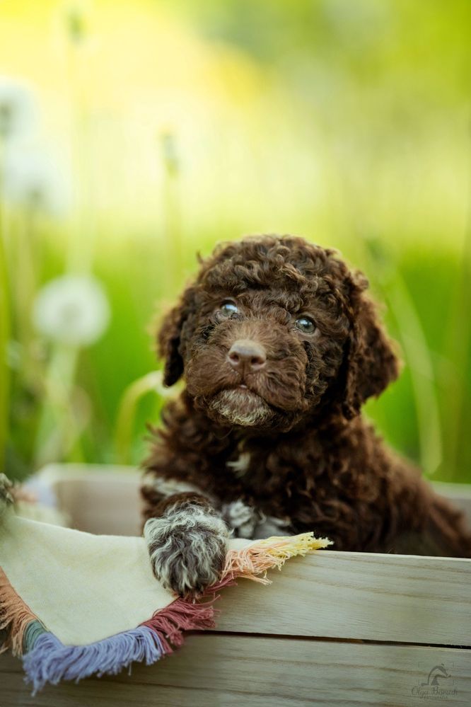 Lagotto Romagnolo