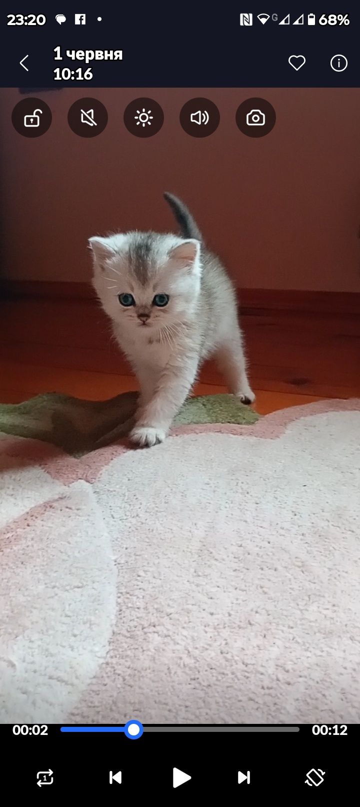 Срібна шиншила страйт