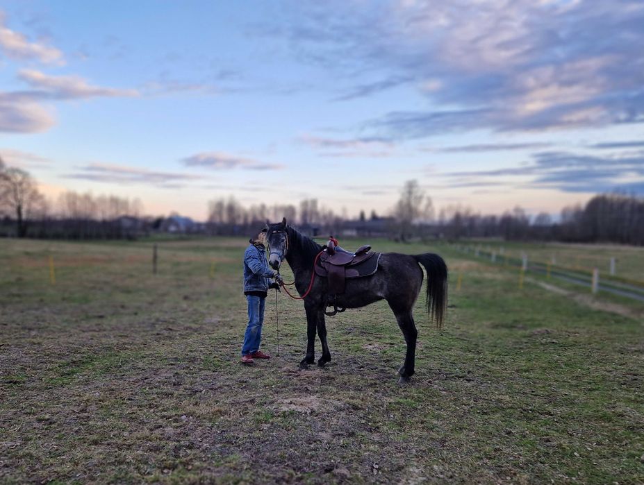 arab, czysta krew arabska wałach,