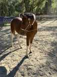 Klacz American Paint Horse APH