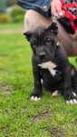 American bully xl piesek