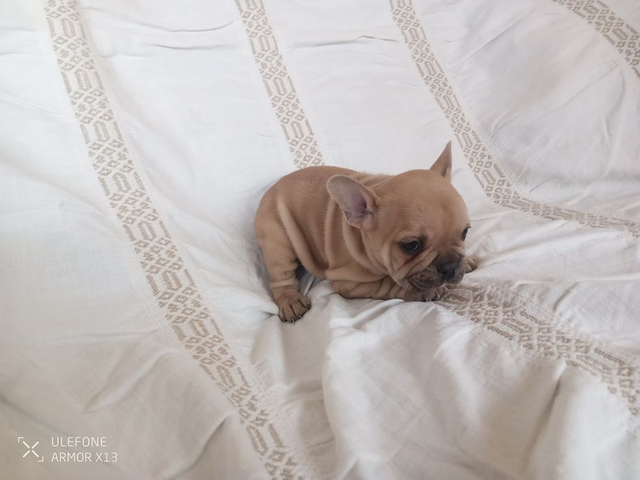 Bulldog  Francês macho