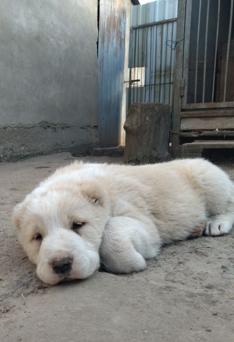 Пропоную щенят середньоазіатської вівчарки