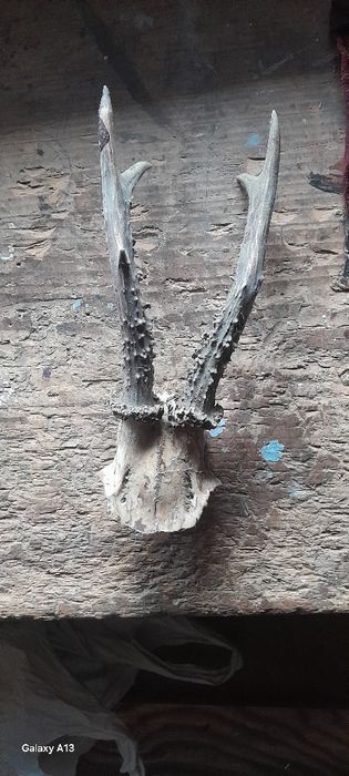 Роги косулі роги цапа